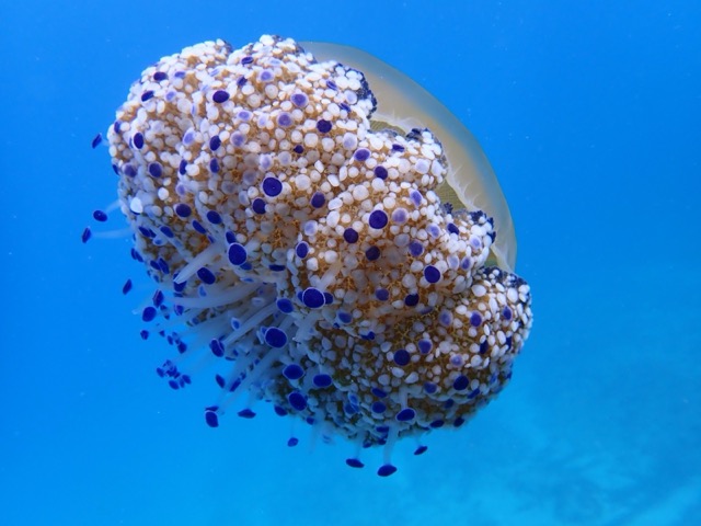 Spiegeleiqualle in der Bucht von Font de Sa Cala