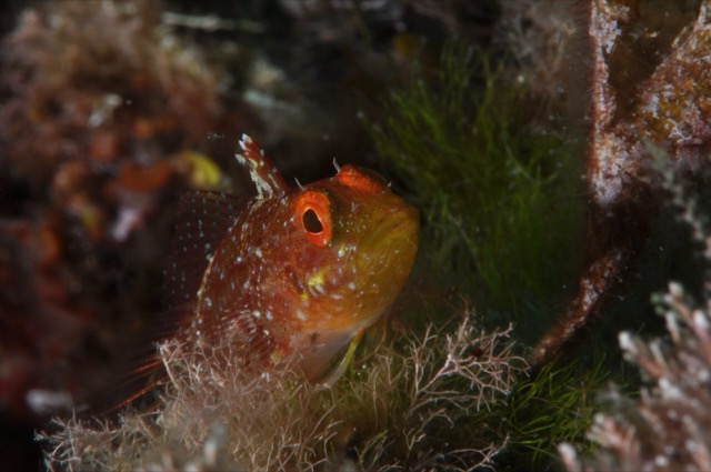 Schleimfisch