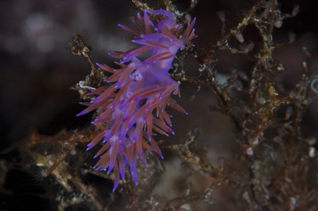 Nudibranch Nacktkiemer