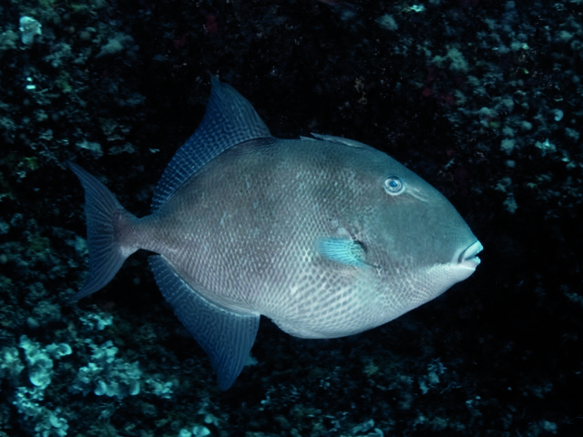 Drückerfisch